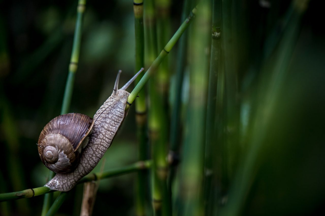 Makro Schnecke