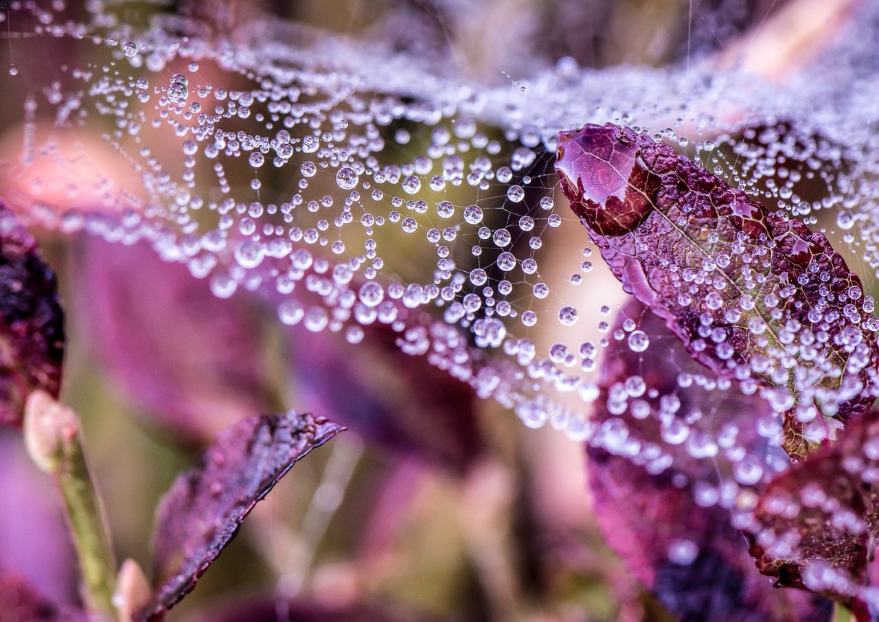 Makro Wassertropfen