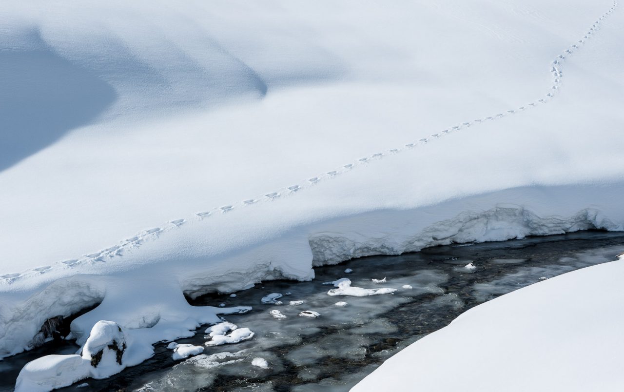 Spur im Schnee