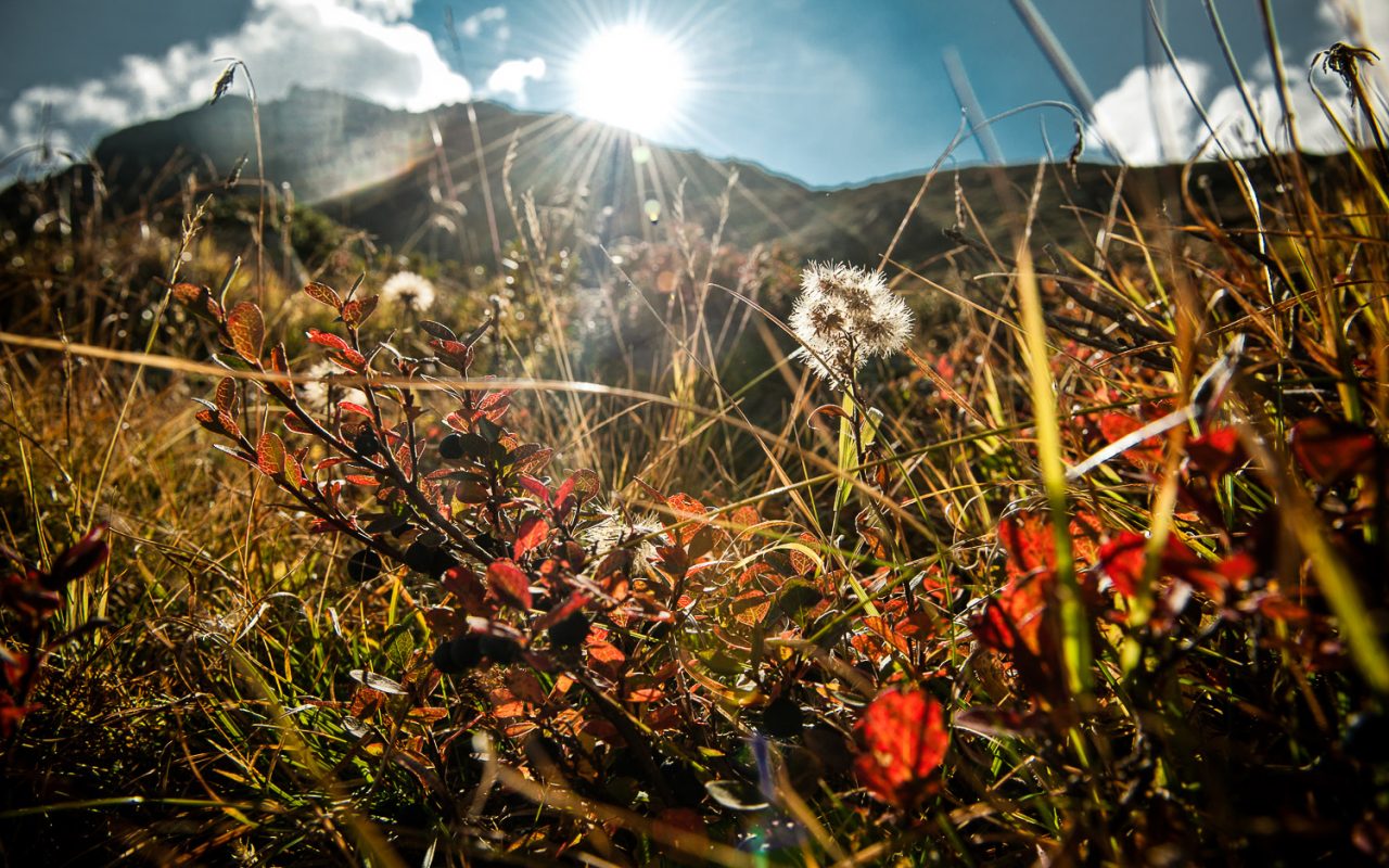 Kräuter auf der Alm