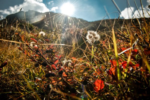 Kräuter auf der Alm