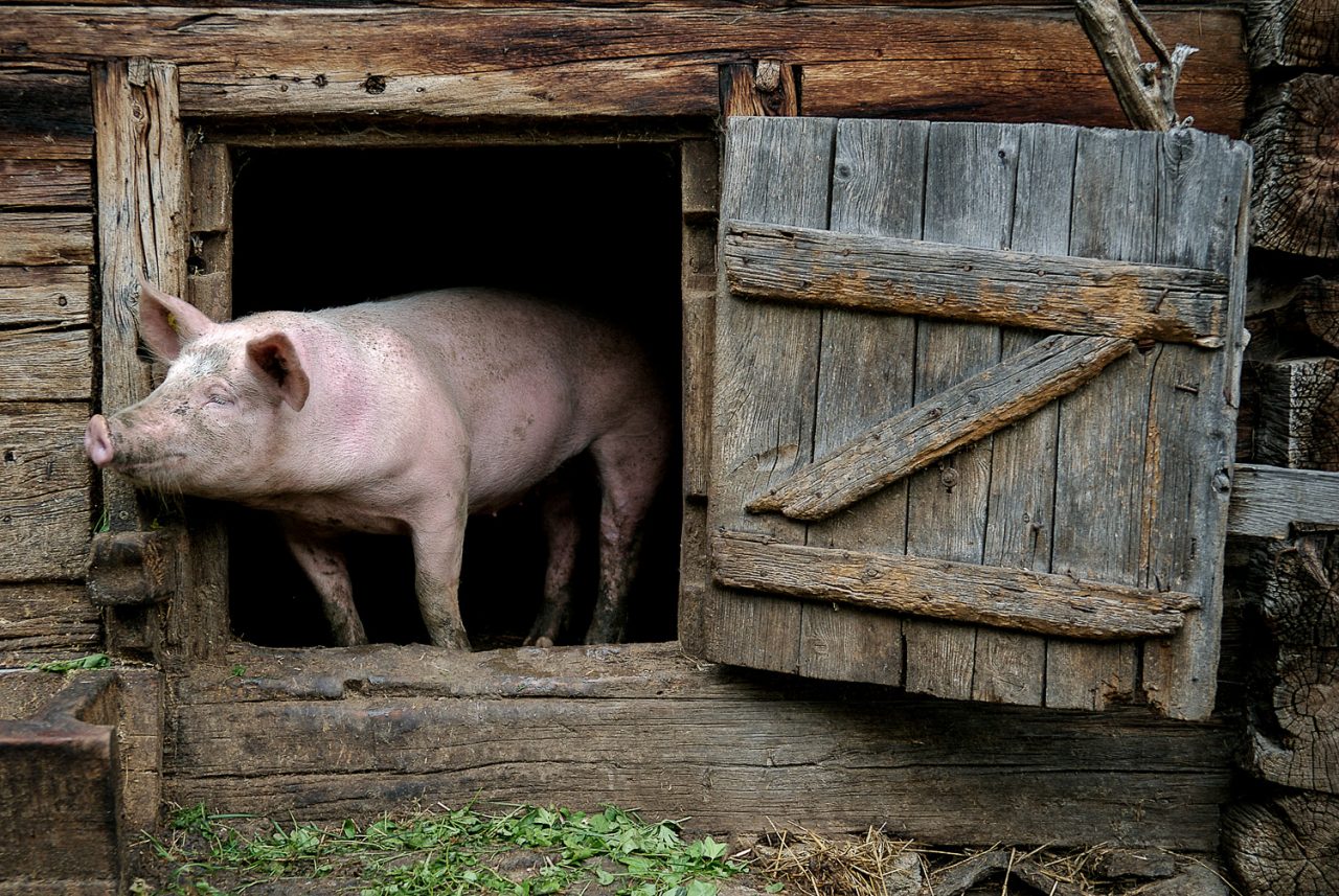 Schwein auf der Alm