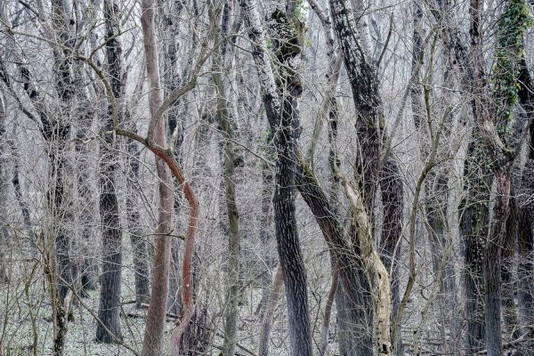 Fotokurs in den Donauauen