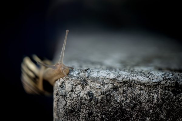 Fotokurs Makro Schnecke